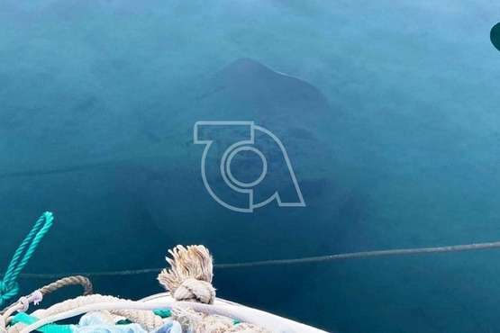 Una manta 'atraca' en el muelle de Taliarte (Foto cedida por Francisca Alonso)